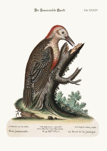 El Pájaro Carpintero de Jamaica, 1749-73